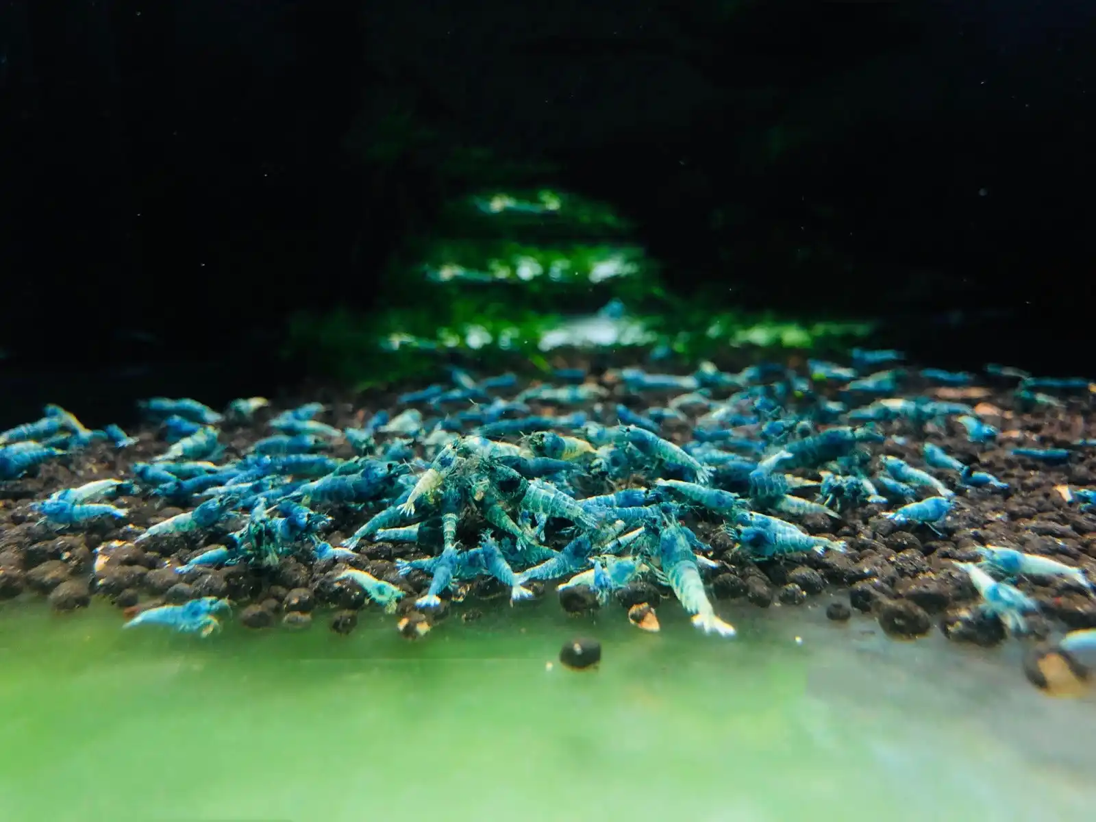 Canada's Premium Aquatic Life Destination