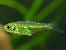 Tropical Fish